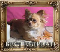 БЕСТ ИЛРЕАН